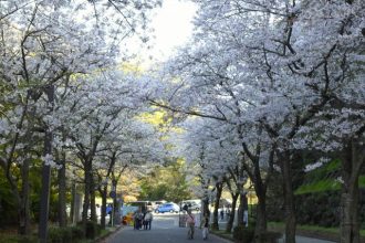 公園だより最新投稿写真