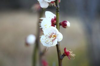 公園だより最新投稿写真