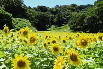 公園だより最新投稿写真