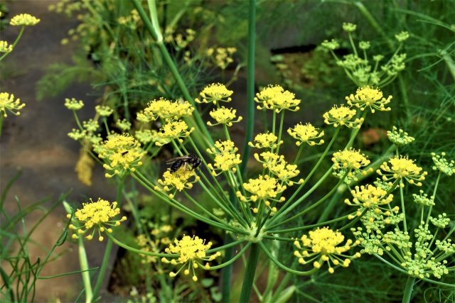 公園だより 横須賀市 くりはま花の国