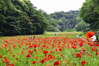 公園だより最新投稿写真