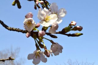 公園だより最新投稿写真