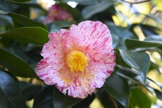 公園だより最新投稿写真