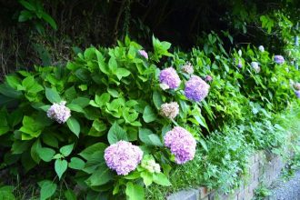 公園だより最新投稿写真