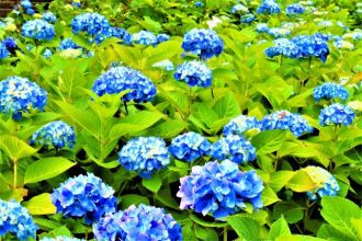 公園だより最新投稿写真