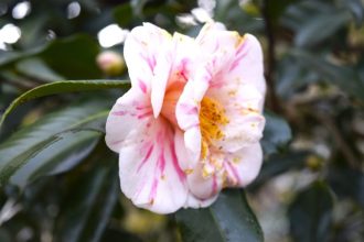 公園だより最新投稿写真