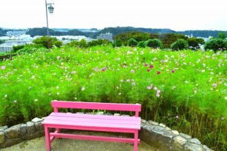 公園だより最新投稿写真