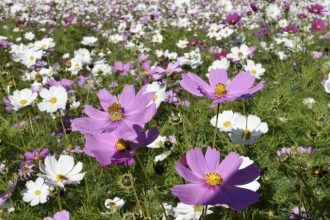 公園だより最新投稿写真