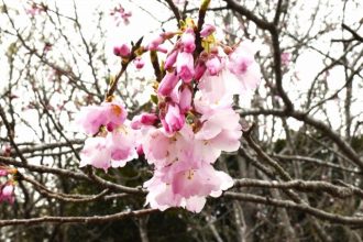 公園だより最新投稿写真