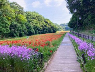 公園だより最新投稿写真