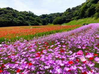 公園だより最新投稿写真