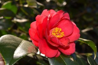 公園だより最新投稿写真