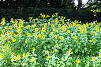 公園だより最新投稿写真