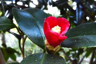 公園だより最新投稿写真