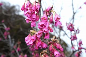 公園だより最新投稿写真