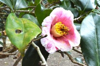 公園だより最新投稿写真