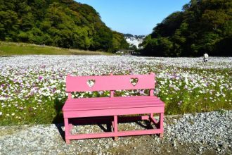 公園だより最新投稿写真
