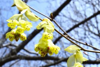 公園だより最新投稿写真