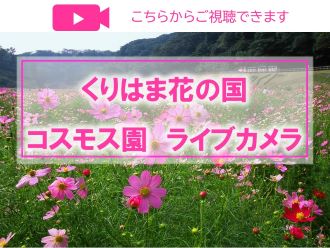 コスモス園　ライブカメラ