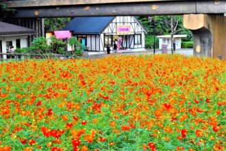 公園だより最新投稿写真