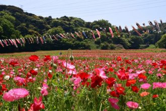 主催イベント：空を泳ぐ、こいのぼり！ 2024の画像