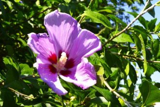 公園だより最新投稿写真