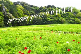 公園だより最新投稿写真