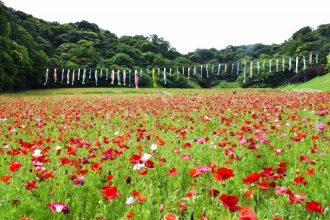 公園だより最新投稿写真