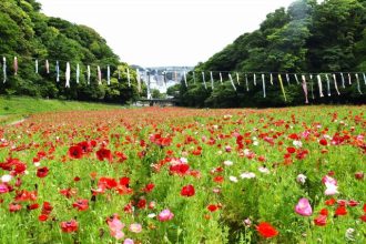 公園だより最新投稿写真