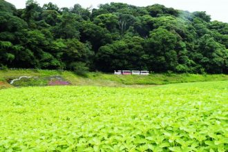 公園だより最新投稿写真