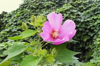 公園だより最新投稿写真