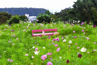 公園だより最新投稿写真
