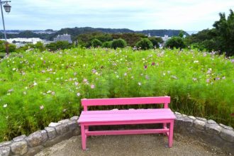 公園だより最新投稿写真