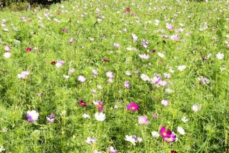 公園だより最新投稿写真