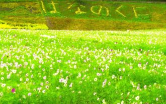 公園だより最新投稿写真