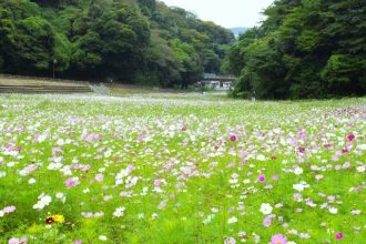 公園だより最新投稿写真