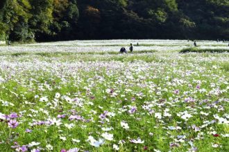 公園だより最新投稿写真