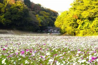 公園だより最新投稿写真