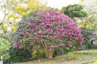 公園だより最新投稿写真