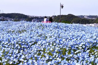 公園だより最新投稿写真