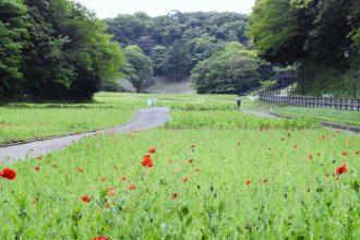 公園だより最新投稿写真