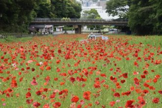 公園だより最新投稿写真