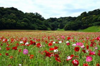 公園だより最新投稿写真