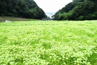 公園だより最新投稿写真