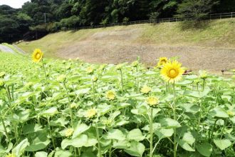 公園だより最新投稿写真
