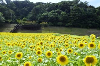 公園だより最新投稿写真