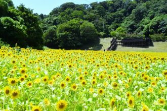公園だより最新投稿写真
