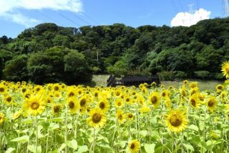 公園だより最新投稿写真