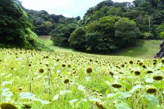 公園だより最新投稿写真
