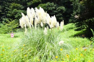公園だより最新投稿写真